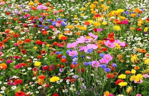 100% Wild Flower Seed Mix Annual Meadow Plants Attracts Bees & Butterfly 50g 